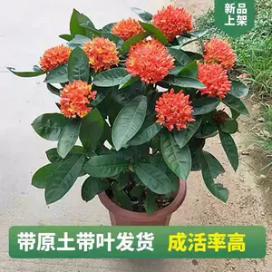 百日紅盆栽 新人首單立減十元 22年11月 淘寶海外