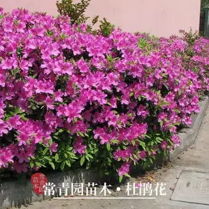 毛花坛 新人首单立减十元 22年9月 淘宝海外 毛花坛 新人首单立减十元 22年9月 淘宝海外