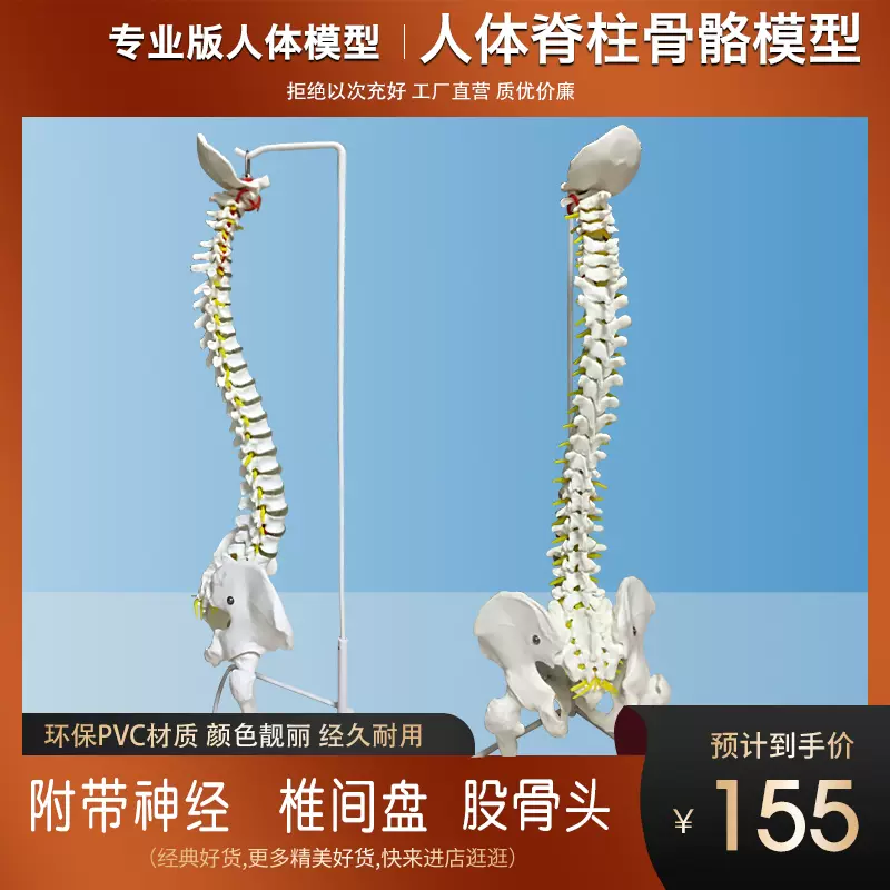 人体脊柱模型80CM成人1：1比例自然大脊椎模型带颈椎胸椎尾椎盆骨-Taobao