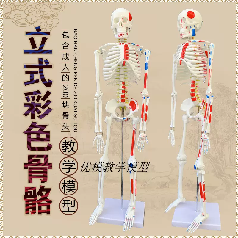 85CM人体骨骼模型神经肌肉起止骨架小针刀骨骼解剖模型脊柱模型-Taobao