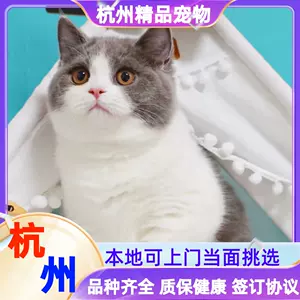 蓝猫猫舍 新人首单立减十元 22年10月 淘宝海外 蓝猫猫舍 新人首单立减十元 22年10月 淘宝海外
