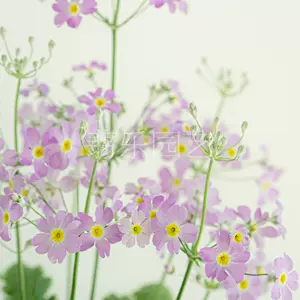 草花植物 Top 0件草花植物 23年2月更新 Taobao