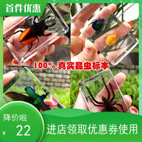 甲虫昆虫标本 新人首单立减十元 22年2月 淘宝海外