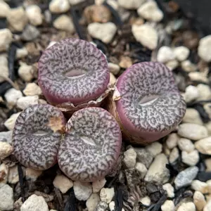 安珍 新人首单立减十元 22年8月 淘宝海外