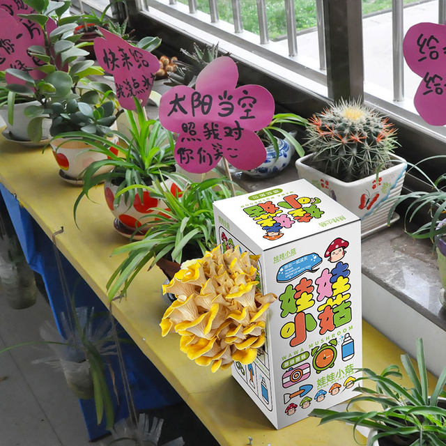 Oyster mushroom, pink mushroom bag, edible mushroom stick, simple boxed mushroom planting box, balcony gift box, mushroom planting bag