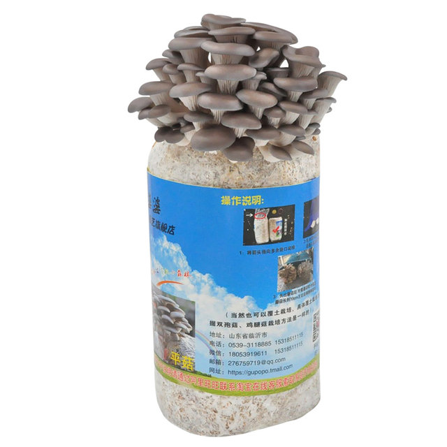 Mushroom planting buns Home-growing Mushroom Black Oxygen Bun Fresh Fungus Sticks Potted Edible Mushrooms Shiitake Fun Balcony