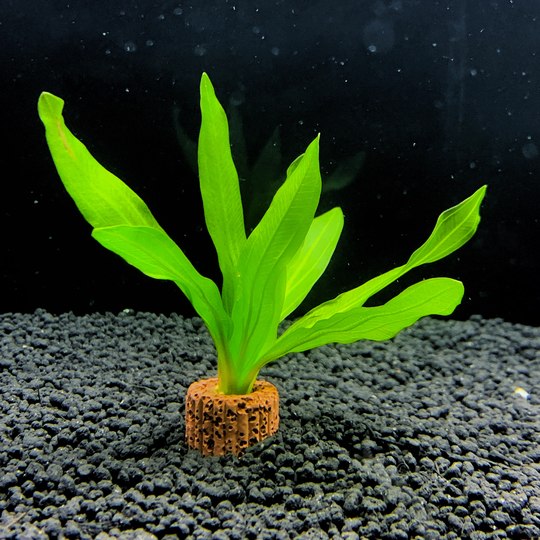 Negative grass, crown aquatic plant, mini nine-crown aquatic plant, fish tank landscaping foreground grass, middle landscape grass without carbon dioxide