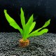 Negative grass, crown aquatic plant, mini nine-crown aquatic plant, fish tank landscaping foreground grass, middle landscape grass without carbon dioxide
