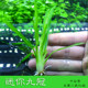 Negative grass, crown aquatic plant, mini nine-crown aquatic plant, fish tank landscaping foreground grass, middle landscape grass without carbon dioxide