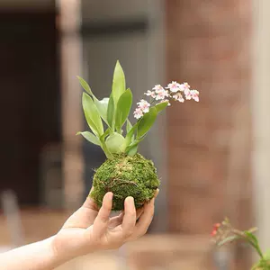 苔玉植物 新人首单立减十元 22年3月 淘宝海外