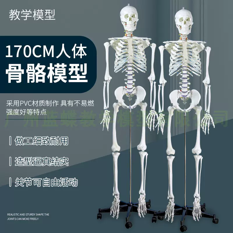 人気のファッションブランド！ 坂本モデル 成人骨格分離模型 骨格標本
