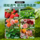 Nutrient soil for household flowers and vegetables, special soil for potted plants, general planting soil, gardening soil, flower soil fertilizer