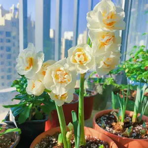 水仙球根 新人首單立減十元 22年8月 淘寶海外