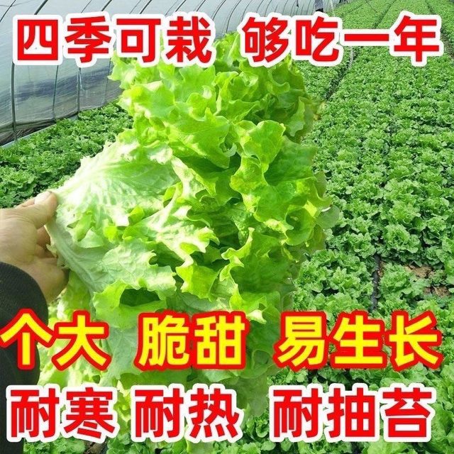 Four season rapeseed vegetable seed set meal lettuce coriander seeds large leaves seeds onion seeds high-quality seeds potted plants balcony