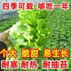 Four season rapeseed vegetable seed set meal lettuce coriander seeds large leaves seeds onion seeds high-quality seeds potted plants balcony