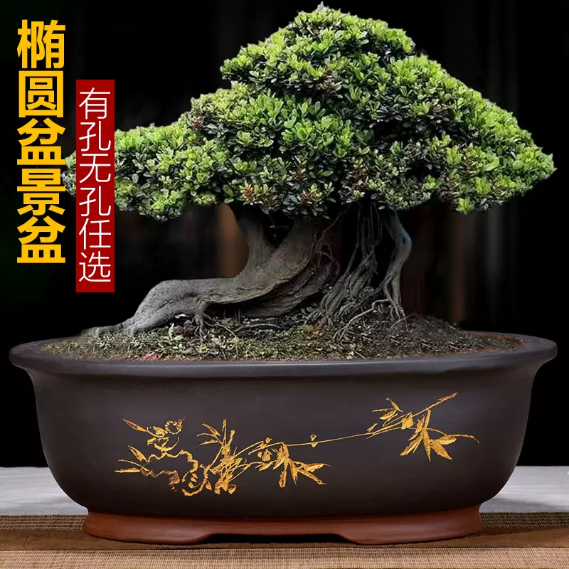 榕树盆景室内盆栽 新人首单立减十元 21年11月 淘宝海外