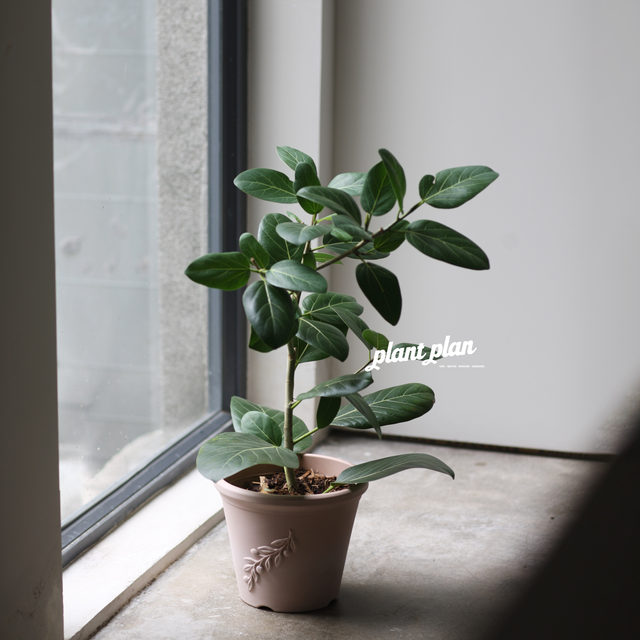 
Garden Jiabo Rui Flower Pot Plastic Flower Pot Large Thickened Durable Large Diameter Imitation Ceramic Flower Pot