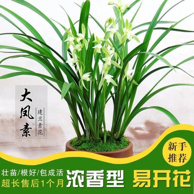 Wengyuan orchid old plant, four seasons, Jianlan, large phoenix, plain flowers, strong fragrance, good for raising indoor office green plants, flower potted plants