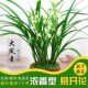Wengyuan orchid old plant, four seasons, Jianlan, large phoenix, plain flowers, strong fragrance, good for raising indoor office green plants, flower potted plants