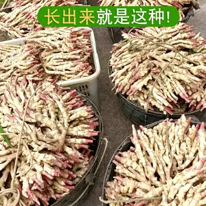 姜种植 新人首单立减十元 22年4月 淘宝海外