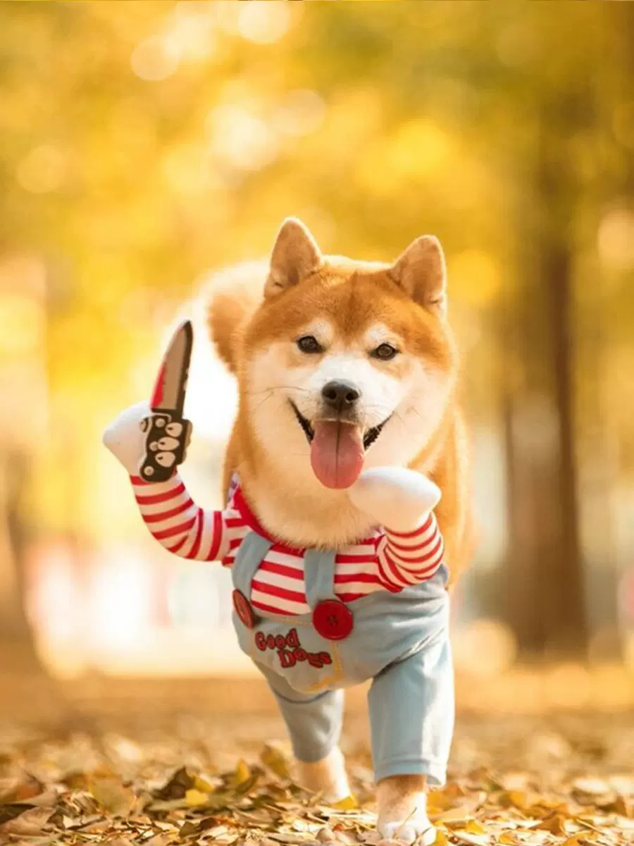 柴犬幼犬活体幼崽纯种日本柴犬豆柴秋田犬中小型