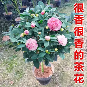 茶花树种植 新人首单立减十元 22年4月 淘宝海外