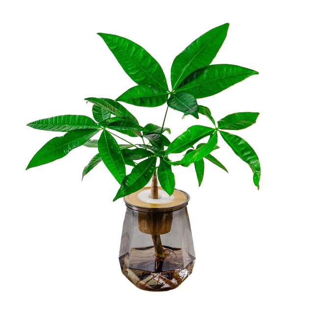 Money tree hydroponics is easy to grow for lazy people. It is suitable for placing hydroponic plants on office desks and living rooms.