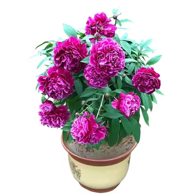 Double-flowered peony seedlings with buds and root blocks perennial balcony courtyard indoor and outdoor cold-resistant and heat-resistant potted plants