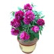 Double-flowered peony seedlings with buds and root blocks perennial balcony courtyard indoor and outdoor cold-resistant and heat-resistant potted plants