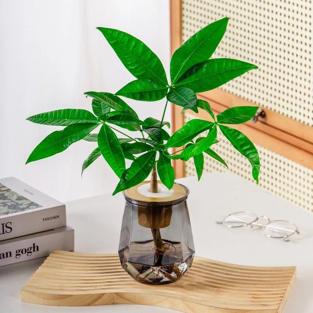 Money tree hydroponics is easy to grow for lazy people. It is suitable for placing hydroponic plants on office desks and living rooms.