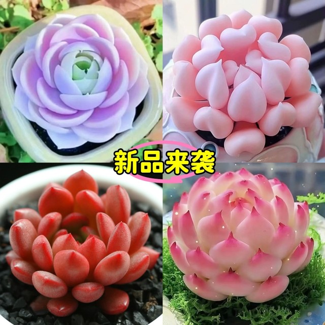 25 years of new hot Cupid succulent plant high-value succulent combination Red Dragonfly newbies are good for raising potted plants