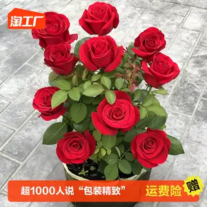 蔷薇树- Top 1000件蔷薇树- 2023年11月更新- Taobao