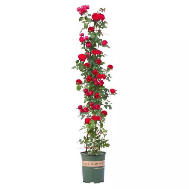 Buy 2 get 1 free climbing rose seedlings potted flowers blooming in all seasons rose garden vines balcony seedlings