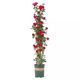 Buy 2 get 1 free climbing rose seedlings potted flowers blooming in all seasons rose garden vines balcony seedlings