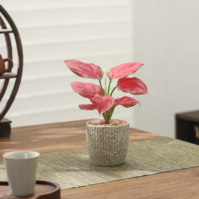 Ruyi Geely Red Potted Room Good Flowers Flower Flower Lvwu Plant Desktop Swing Purchase Air Plant Bonsai
