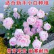 Double-flowered peony seedlings with buds and root blocks perennial balcony courtyard indoor and outdoor cold-resistant and heat-resistant potted plants