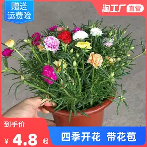 植物花卉太阳花 Top 300件植物花卉太阳花 22年11月更新 Taobao