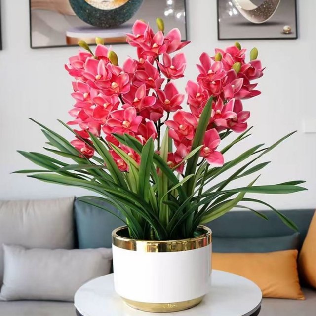 Lazy new product fragrance bulb orchid potted flowers collection, cold-resistant and blooming in all seasons