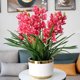 Lazy new product fragrance bulb orchid potted flowers collection, cold-resistant and blooming in all seasons