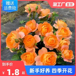 R4.10.26 花 (薔薇 ５) - agedor.ma