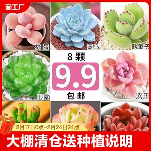 多肉植物-新人首单立减十元-2024年2月|Taobao