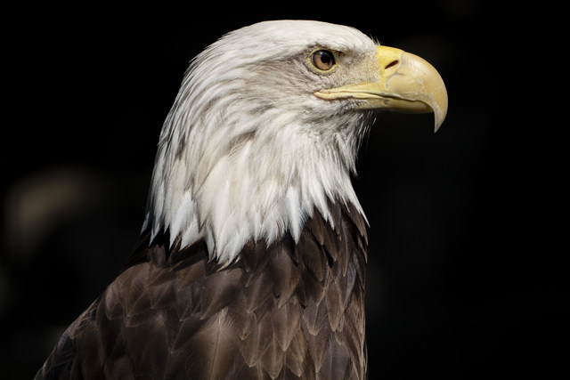 Tamron 70-300mm F/4.5-6.3 Full frame micro single telephoto lens Sony E-mouth bird shooting lens