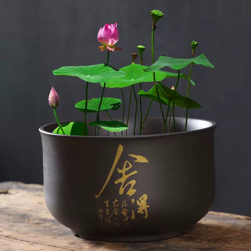 天然睡莲盆 新人首单立减十元 21年12月 淘宝海外