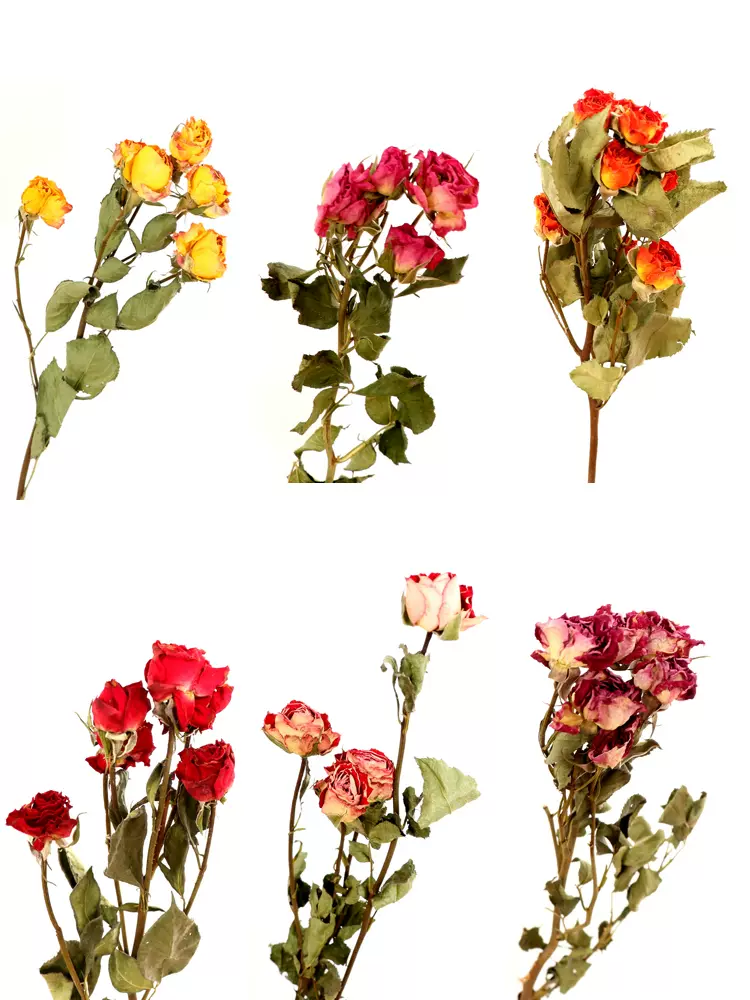 乾燥花多頭玫瑰花真花浪漫薔薇泡泡北歐小清新家居裝飾