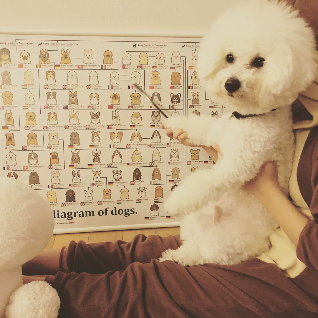 绝版现货日本进口beverly拼图动物狗狗 犬家族图鉴300 1000片