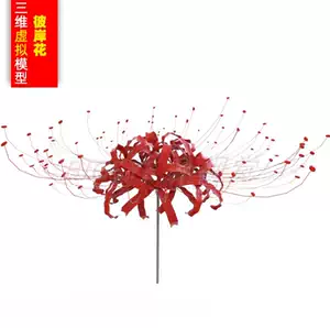 彼岸花素材 新人首单立减十元 22年6月 淘宝海外