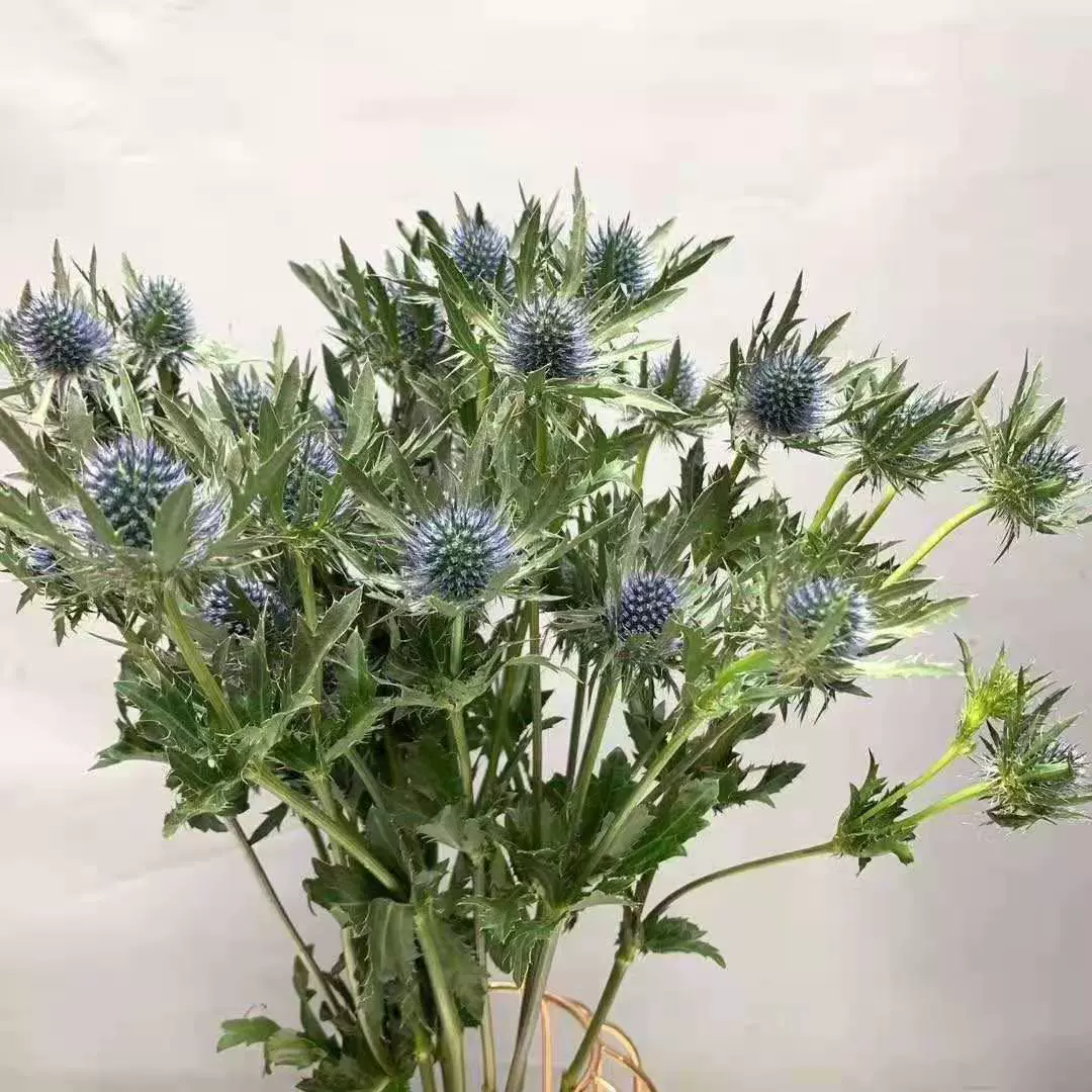 刺芹花 新人首单立减十元 21年11月 淘宝海外