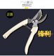 Pruning branches Scissors, branches, garden rough fruit trees cut bonsai gardening flower solid flower art cut flower branches scissors
