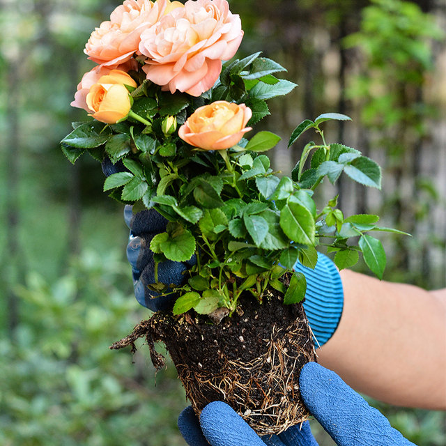 Gardening gloves are puncture-resistant and waterproof, special for vegetable gardening, weeding, breathable, wear-resistant, non-slip, anti-cutting and biting planting gloves.