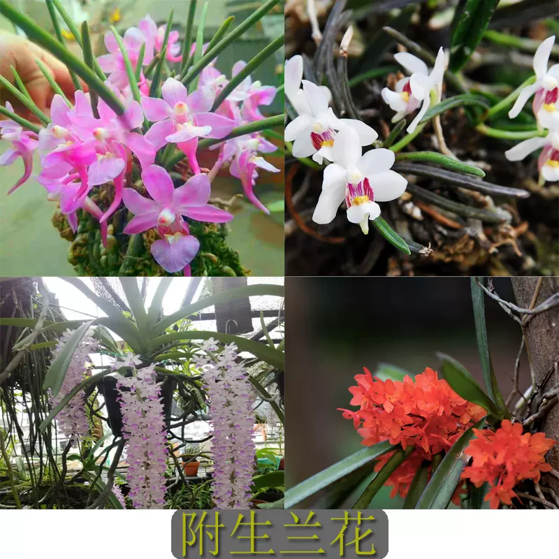 狐尾兰 新人首单立减十元 2021年12月 淘宝海外